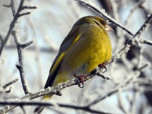 Viherpeippo Kiikeli 12.03.2018 Seppo Mäkitalo